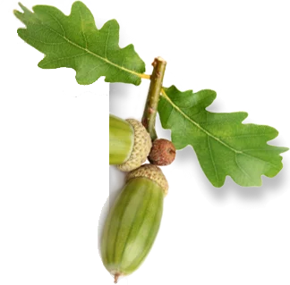 Acorn